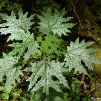 Girardinia diversifolia (Link) Friis